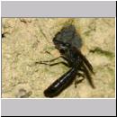 Trypoxylon figulus - Grabwespe w05 13mm beim Nestverschluss - OS-Wallenhorst-Tongrube-Lehmwand.jpg